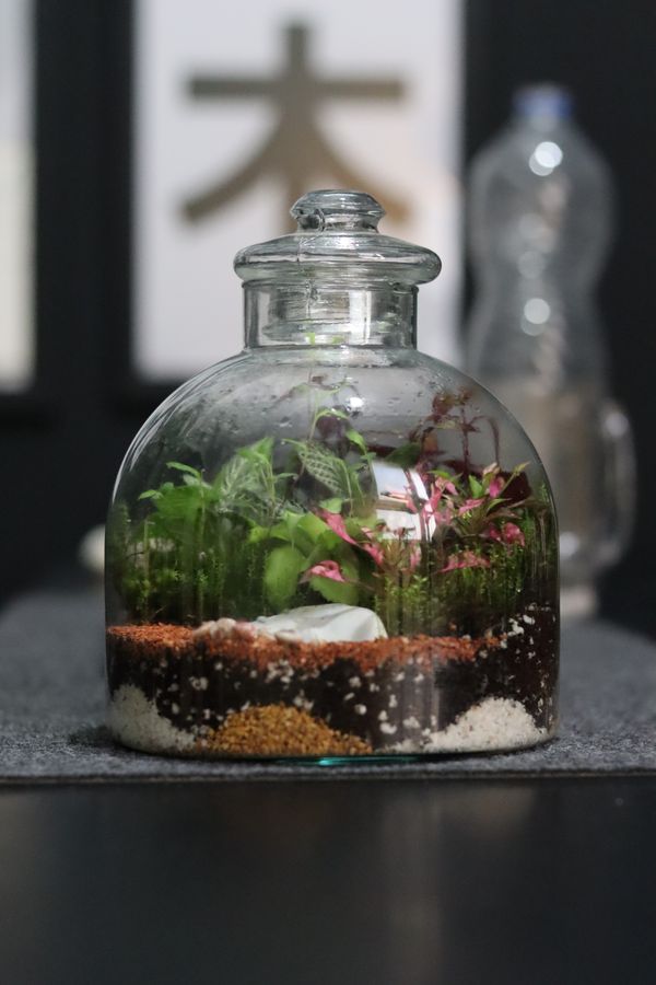 Closed glass terrarium with a lid