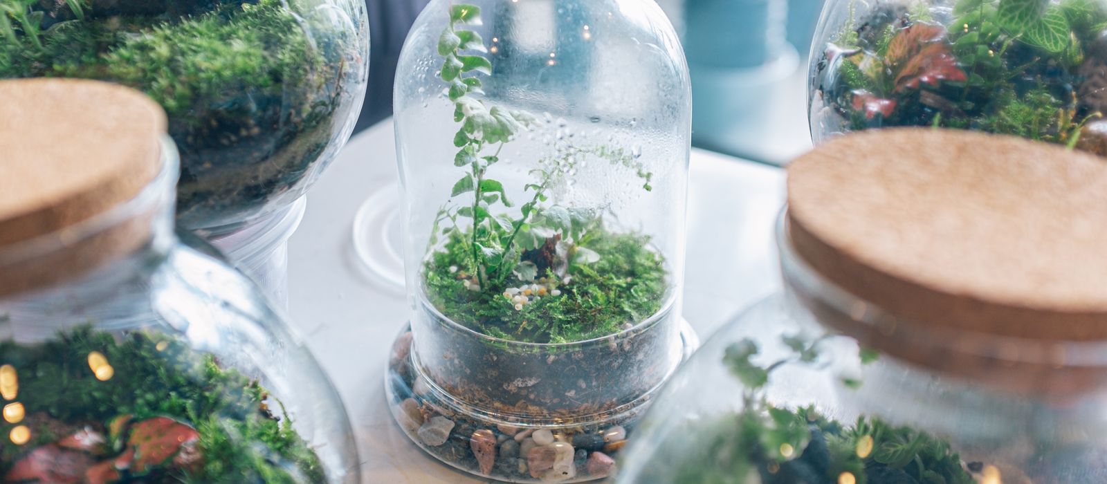 Closed terrariums with cork lids, moss and ferns